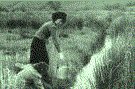 My Irish Ancestry